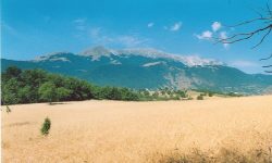 NEL CROTONESE SI PUNTA A RISCOPERTA DEL GRANO SENATORE CAPPELLI