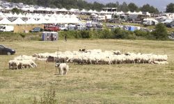 ALLEVATORI CONTRO IMPRUDENTE, FIERA DELLA PASTORIZIA DI CROGNALETO A RISCHIO