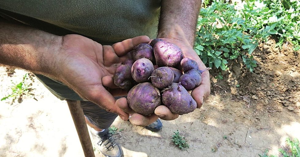 SLOW FOOD, I PRODUTTORI DEI PRESÌDI APRONO LE PORTE ANCHE IN ABRUZZO