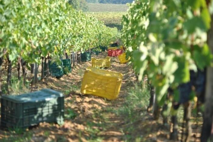 CAPORALATO E SFRUTTAMENTO, L’ABRUZZO DEL VINO SALVO GRAZIE AI COLTIVATORI DIRETTI