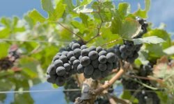 Con UFarmer si adottano vigne e bottiglie per vivere un’esperienza oltre il calice