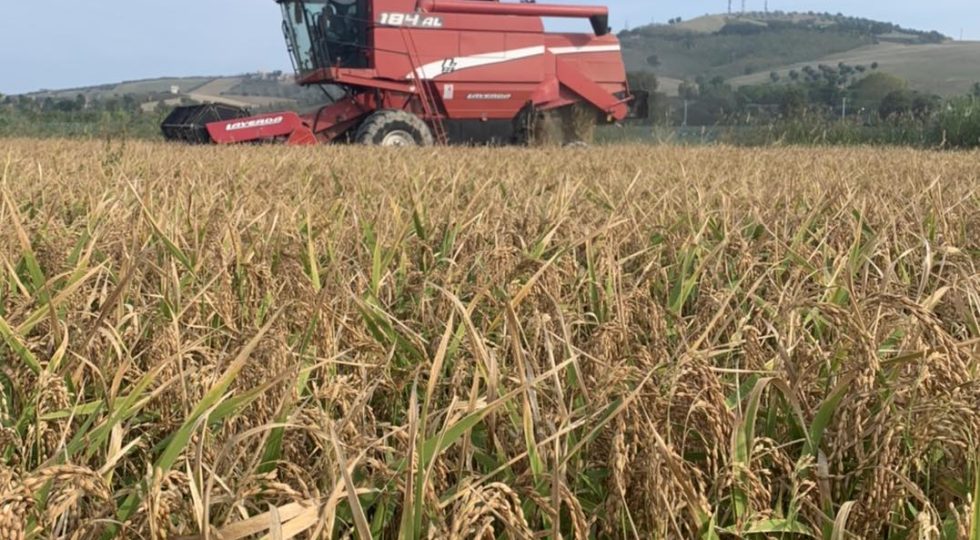 Il riso torna in Abruzzo e viene coltivato in asciutta