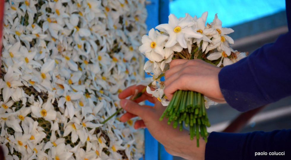 Festa del Narciso nel segno delle novità, a Rocca di Mezzo un Tour experience per immergersi nello storico evento