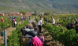 Viticoltori per un giorno da Cataldi Madonna raccolgono uva Montepulciano per il Cerasuolo d’Abruzzo