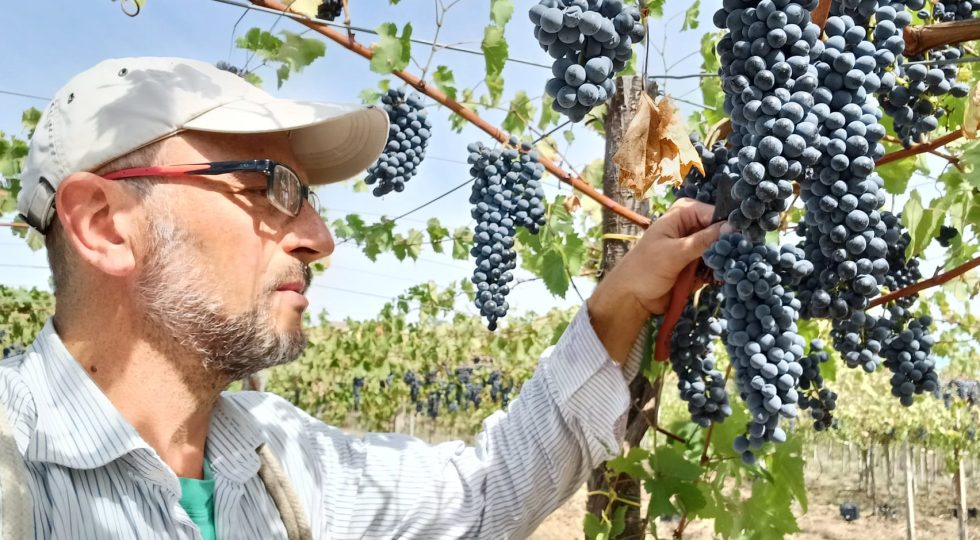 Pùreo, la confettura di uva è fatta con i vitigni resistenti